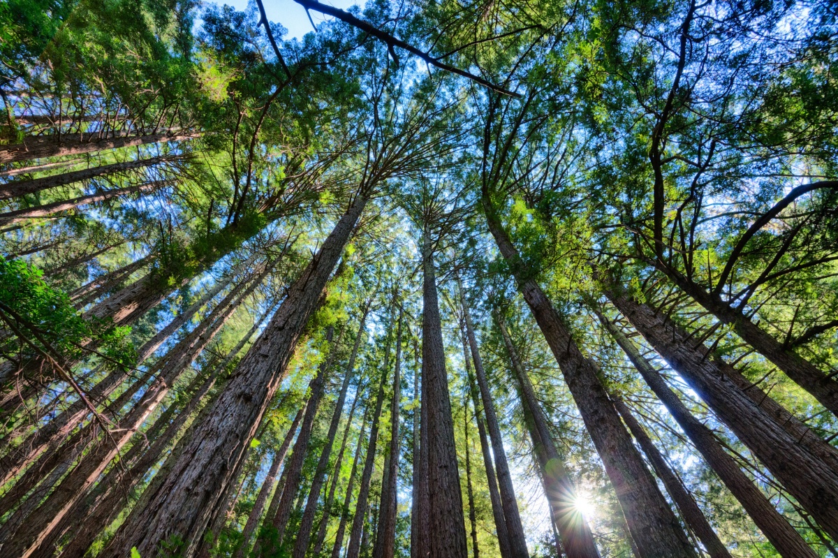 redwoods from the point of view looking up at the sky