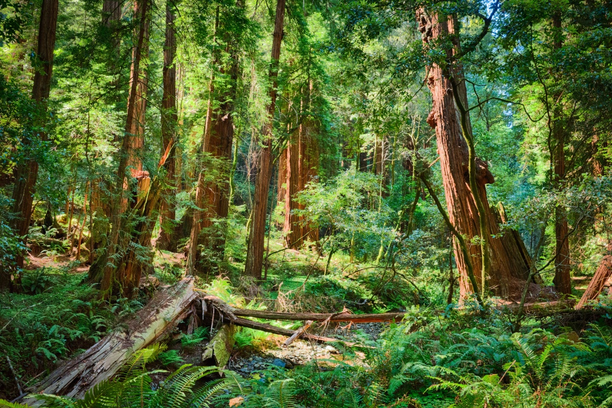 redwood forest floor