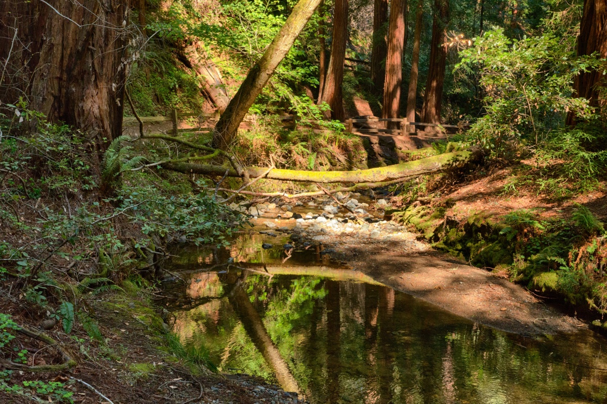 creek within the redwood grove