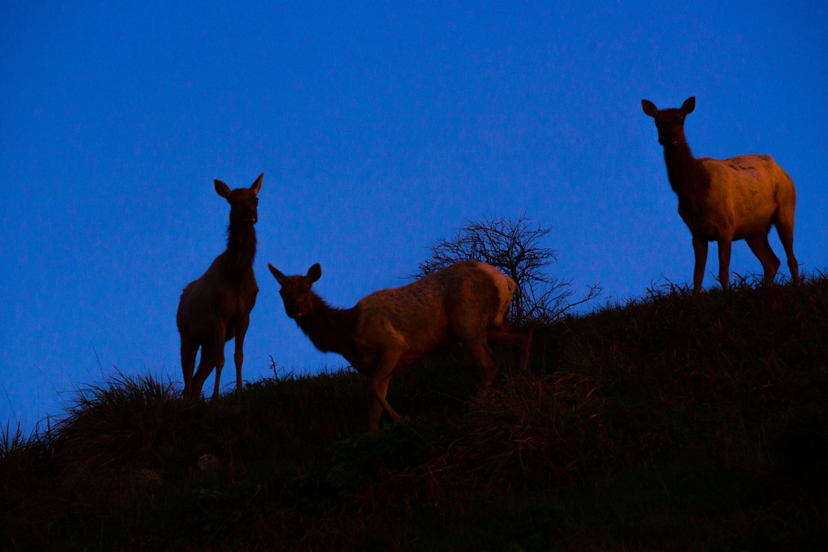 elk on the hillside at nighttime