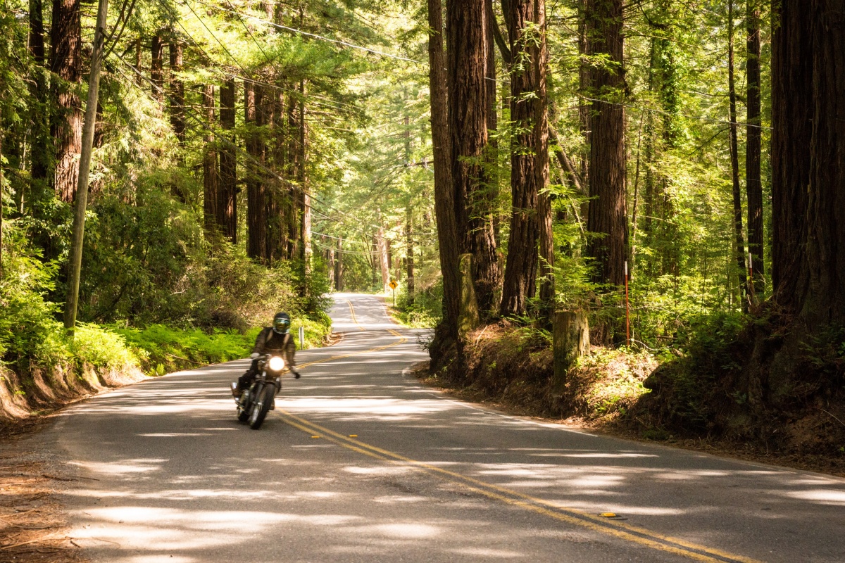 motorcyclist on road between redwood trees