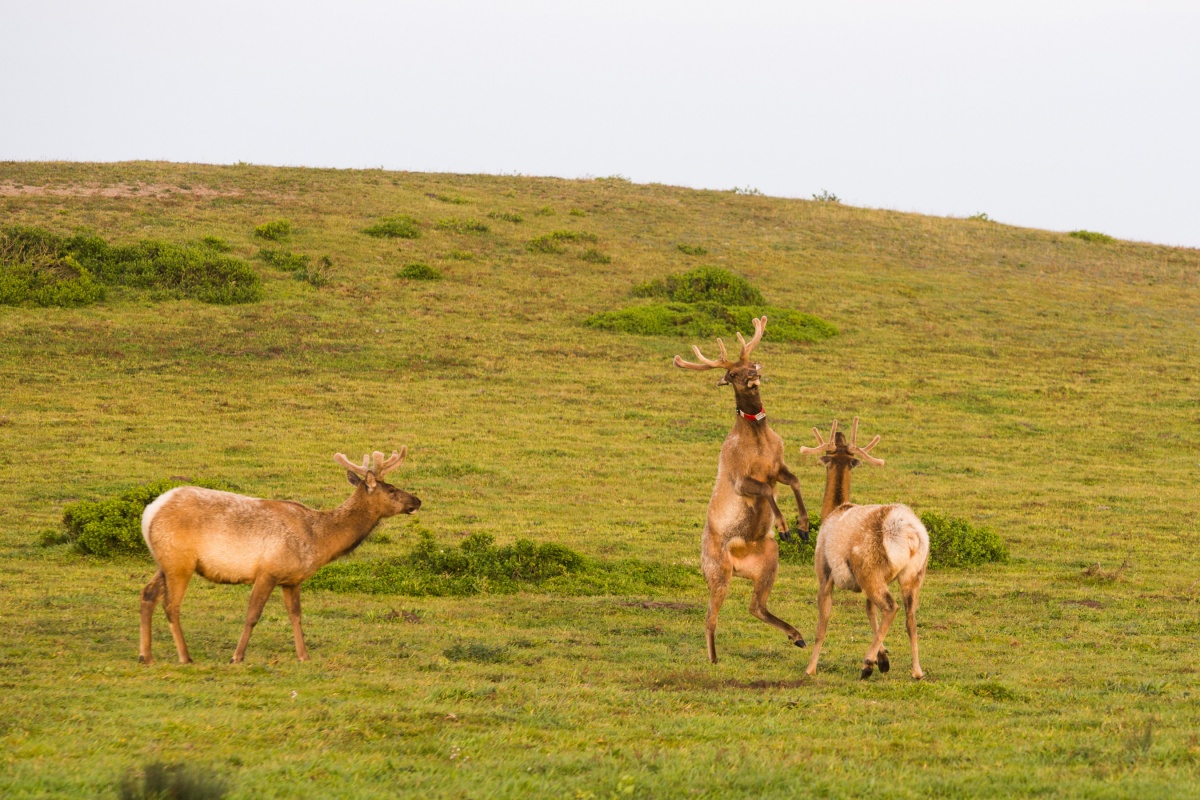 three elk in a field